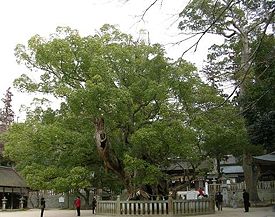 Камфорное дерево