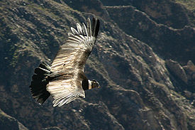 Летящий кондор над каньоном Колка в Перу