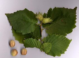 Как называется фундук по другому. 275px corylus avellana. Как называется фундук по другому фото. Как называется фундук по другому-275px corylus avellana. картинка Как называется фундук по другому. картинка 275px corylus avellana