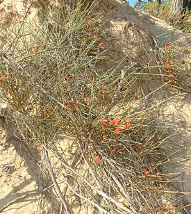 Ephedra viridis leaf что это. Смотреть фото Ephedra viridis leaf что это. Смотреть картинку Ephedra viridis leaf что это. Картинка про Ephedra viridis leaf что это. Фото Ephedra viridis leaf что это