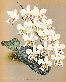 Phalaenopsis stuartiana Rchb.f. 1881