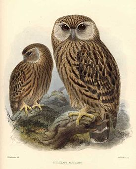 Рисунок из орнитологического атласа издания 1875-1878 гг.