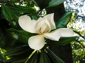 275px magnolia