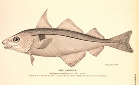 Пикша (Melanogrammus aeglefinus)