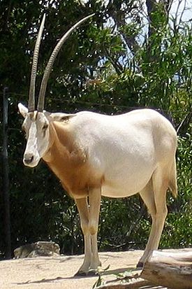 Саблерогие антилопы