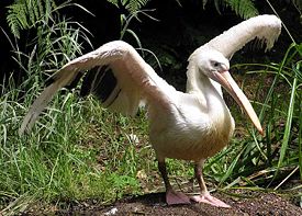 Розовый пеликан, Pelecanus onocrotalus