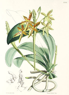 Phalaenopsis  cornu-cervi
