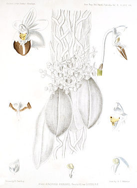 Phalaenopsis lobbii (Rchb. f.) H. R. Sweet 1980
