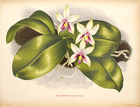 Phalaenopsis violacea