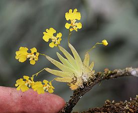 Psygmorchis pusilla (L.) Dodson &amp;amp; Dressler.