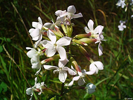 Мыльнянка лекарственная (Saponaria officinalis)