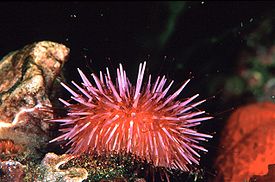 Пурпурный морской ёж (Strongylocentrotus purpuratus)