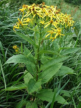 Senecio ovatus