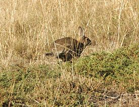 Oryctolagus cuniculus