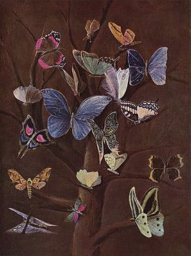 Реферат: Бабочки и мотыльки