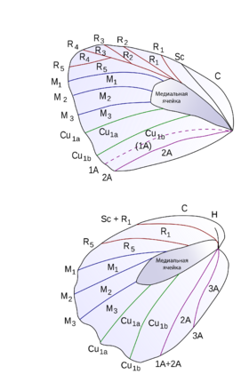 Butterfly wing CNS ru.png