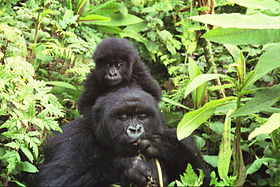 Самка гориллы с детёнышем, Национальный парк Вулканов