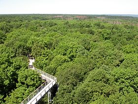 Тропа, проложенная среди кроны деревьев в парке Хайних