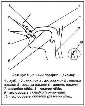артикулярный аппарат что это. Смотреть фото артикулярный аппарат что это. Смотреть картинку артикулярный аппарат что это. Картинка про артикулярный аппарат что это. Фото артикулярный аппарат что это