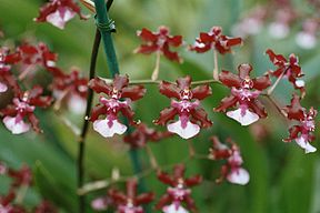A and B Larsen orchids - Oncidium Sharry Baby 1063-21.jpg