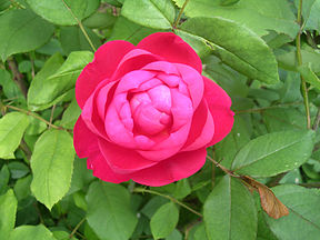 David Austin Rose Benjamin Britten.jpg