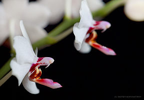 Phalaenopsis Sogo Chabstic.jpg