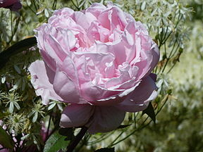 Rosa 'Brother Cadfael' (Rosaceae) flower 2.JPG