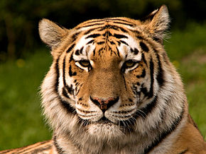 Siberischer tiger de edit02.jpg