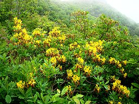 Rhododendron luteum