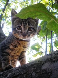 Котенок что оно обозначает. Смотреть фото Котенок что оно обозначает. Смотреть картинку Котенок что оно обозначает. Картинка про Котенок что оно обозначает. Фото Котенок что оно обозначает