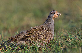 Серая куропатка (Perdix perdix)