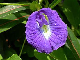 Clitoria ternatea