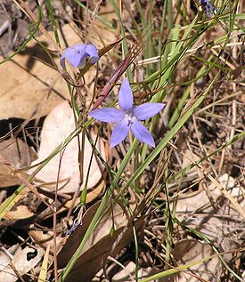 Wahlenbergia stricta