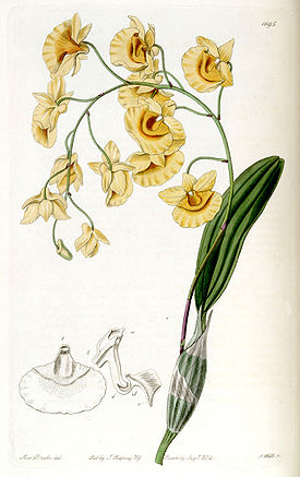 Dendrobium lindleyi