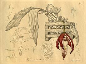 Paphinia grandiflora