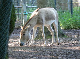 Кулан, Equus hemionus