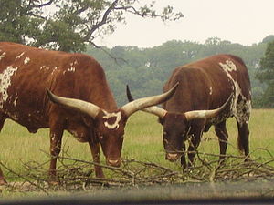 2ankole cattle.jpg