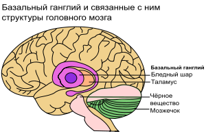 The basal ganglia are at the brain’s center; related nearby structures are the globus pallides, thalamus, substania nigra, and cerebellum.