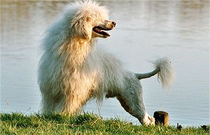 Cão de agua Português 1.jpg