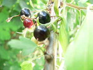 300px Currant1