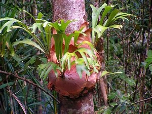 что такое растительное сообщество фитоценоз. 300px Elkhorn fern. что такое растительное сообщество фитоценоз фото. что такое растительное сообщество фитоценоз-300px Elkhorn fern. картинка что такое растительное сообщество фитоценоз. картинка 300px Elkhorn fern. Гуляя летом на природе вы можете столкнуться с разными типами природных ландшафтов: