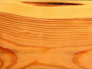 Pinus sylvestris wood ray section 1 beentree.jpg
