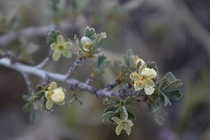 Purshia tridentata flowers1.jpg