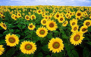 300px Sunflowers