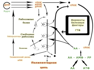 Для чего нужны полисомы. Смотреть фото Для чего нужны полисомы. Смотреть картинку Для чего нужны полисомы. Картинка про Для чего нужны полисомы. Фото Для чего нужны полисомы