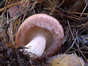 что такое растительное сообщество фитоценоз. 300px Young Lactarius torminosus. что такое растительное сообщество фитоценоз фото. что такое растительное сообщество фитоценоз-300px Young Lactarius torminosus. картинка что такое растительное сообщество фитоценоз. картинка 300px Young Lactarius torminosus. Гуляя летом на природе вы можете столкнуться с разными типами природных ландшафтов: