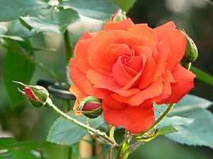Реферат На Тему Цветок Роза