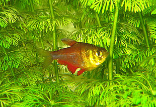 Hyphessobrycon flammeus 2.jpg