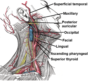 External carotid artery.png