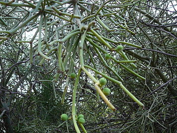 Euphorbia tirucalli 0005.jpg